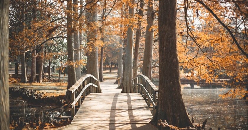Jak zabrać się samodzielnie za projekt ogrodu