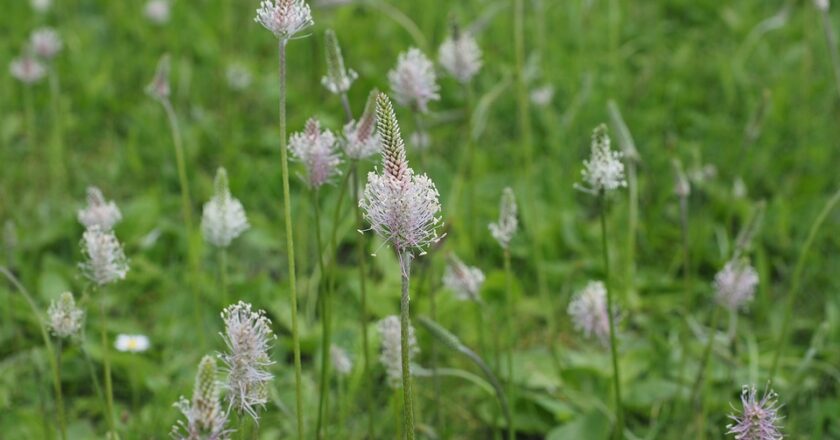 Zwierzęcy Paśnik: punkt sprzedaży oferujący wysokiej jakości produkty dla zwierząt